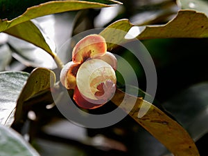 Young mangosteen on tree