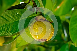 Young mangosteen on the mangosteen tree