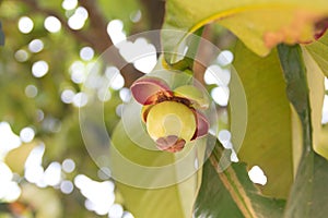 Young mangosteen on tree in Thailand