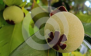 Young mangosteens begin to bloom before the rainy season arrives