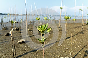 Young mangrove growing from salty water on supporting roots, at low tide.