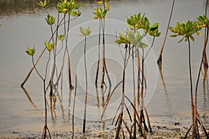 Young mangrove growing from salty water on supporting roots, at low tide