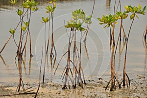 Young mangrove growing from salty water on supporting roots, at low tide