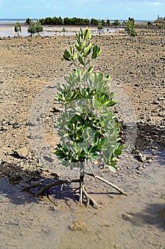 Young mangrove tree growing in shallow water