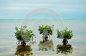Mangrove Trees on Caribbean photo