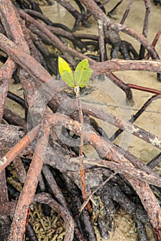 Young mangrove. A young sprout of mangroves in the safety of the roots of other mangrove shrubs. Close up of small Red Rhizophora