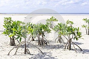 Young mangroves photo