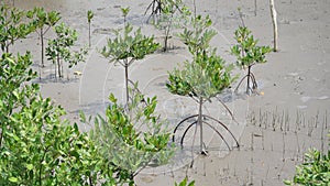 Young mangroves in Ca Mau sea 02, mangrove areas