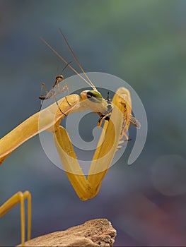 Young mantis sitting on adult mantis and watching for adult praying mantis which eats a wasp
