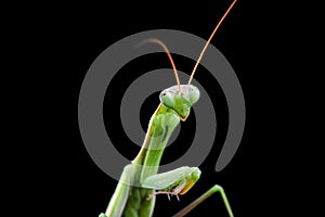 Young mantis sitting on an grass stalk.