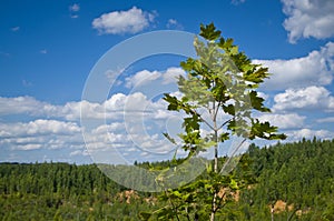 Young maple against the sky.