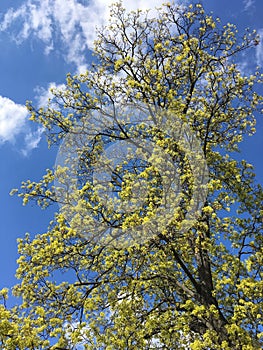A young maple crown featuring thin branches covered with young fresh spring leaves against the blue sky in the background