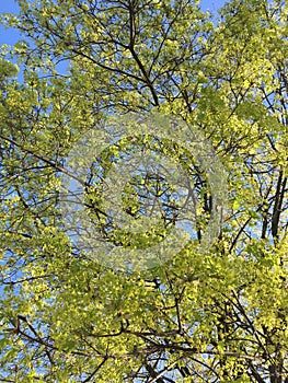 A young maple crown featuring thin branches covered with young fresh spring leaves against the blue sky in the background