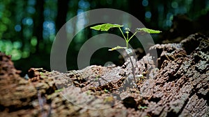 Young maple on a dead tree trunk