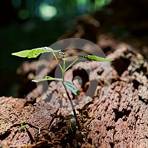 Young maple on a dead tree trunk