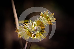 Young maple leaves on a branch in early spring