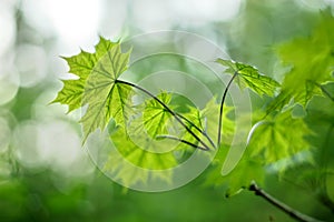 Young maple leaves with narrow DOF