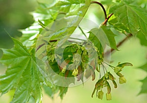 Young maple leaves in spring