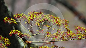 Young maple leaves in spring time