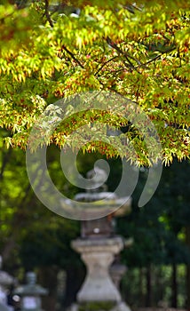 Young maple leaves under sun light