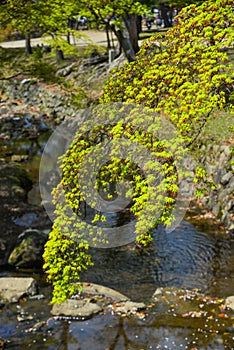 Young maple leaves under sun light