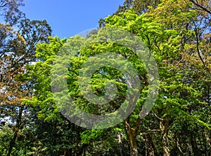 Young maple leaves under sun light
