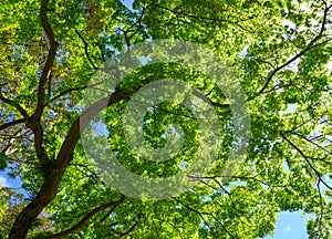 Young maple leaves under sun light