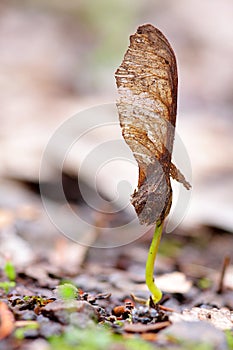 Young maple plant