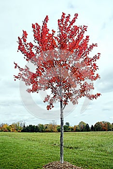 Young maple tree