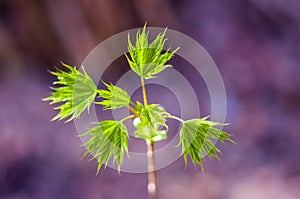 Young maple tree branch with growing leaves in spring forest