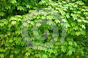 Young maple tree leaves growing in spring