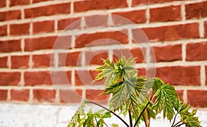 Young maple tree on red brick wall background, lines of bricks, soft focus selective texture on green maple leaves. Idea for