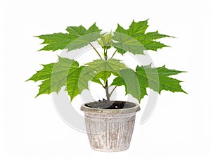 Young Maple Tree Sapling in a Pot on White Background