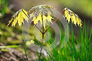 Young maple tree in spring