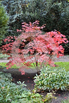 A young maple tree tree `Crimson King` Acer platanoides Crimson King grows in the park.