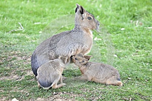 Young Mara sucklings feeding from their Mother