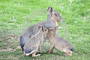 Young Mara sucklings feeding from their Mother