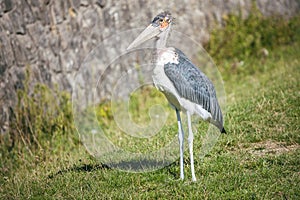 Young marabou stork on green grass