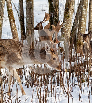 Young maral deer