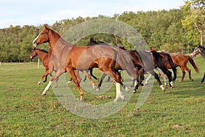 Young mares and foals running across the pasture