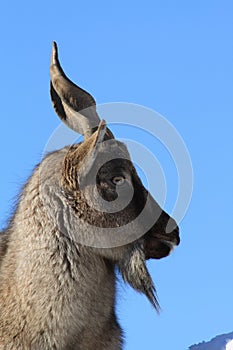 Young Markhor