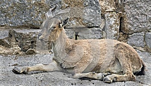 Young markhor 2