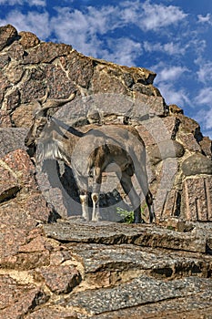 Young markhor on the rock 2