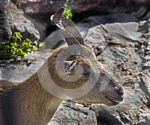 Young markhor`s head 1