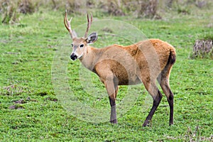 A young marsh deer photographed in Argentina photo