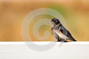 Young Martin (Delichon urbicum), a migratory passerine bird of t