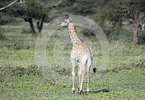 Young Masai Giraffe Giraffa tippelskirchi in Tanzania