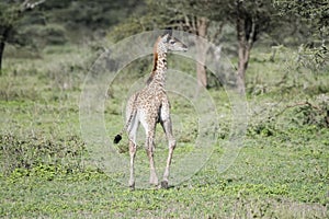 Young Masai Giraffe Giraffa tippelskirchi in Tanzania