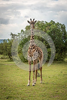 Young Masai giraffe on savannah eyeing camera