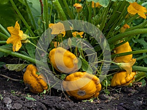 Young and mature fruits of yellow scallop squash lie on ground. Patisson plant bush